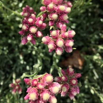 Antennaria rosea — flower