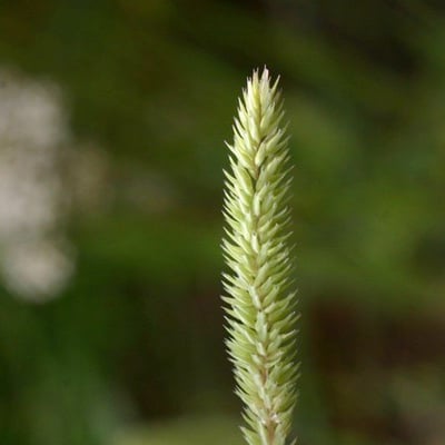 Phleum phleoides — flower