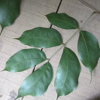Eperua falcata — leaf