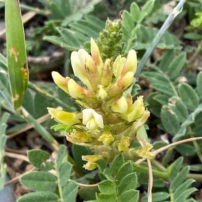 Astragalus cicer — flower
