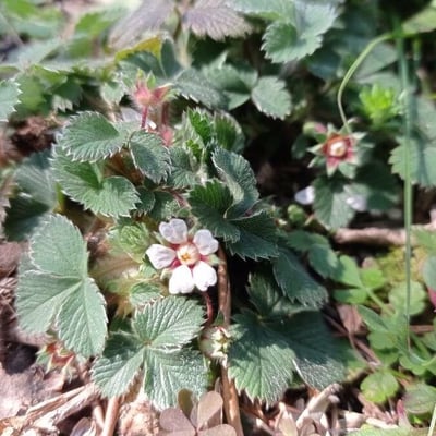 Potentilla micrantha — flower