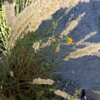 Melica ciliata — flower