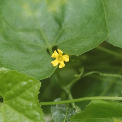 Melothria pendula — flower
