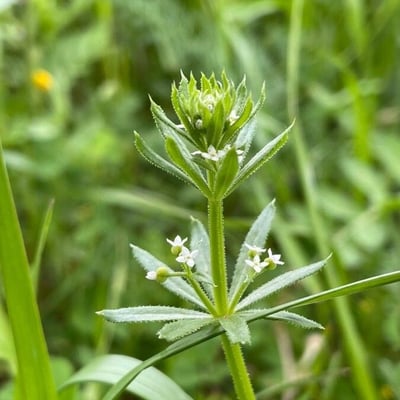 Galium tricornutum — flower