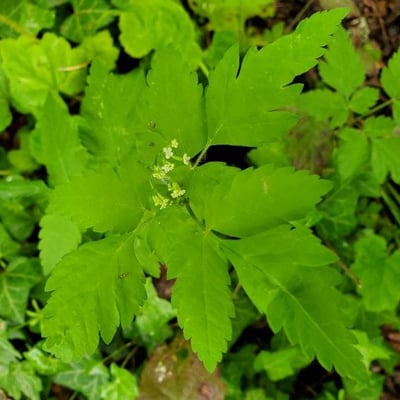 Osmorhiza longistylis — flower