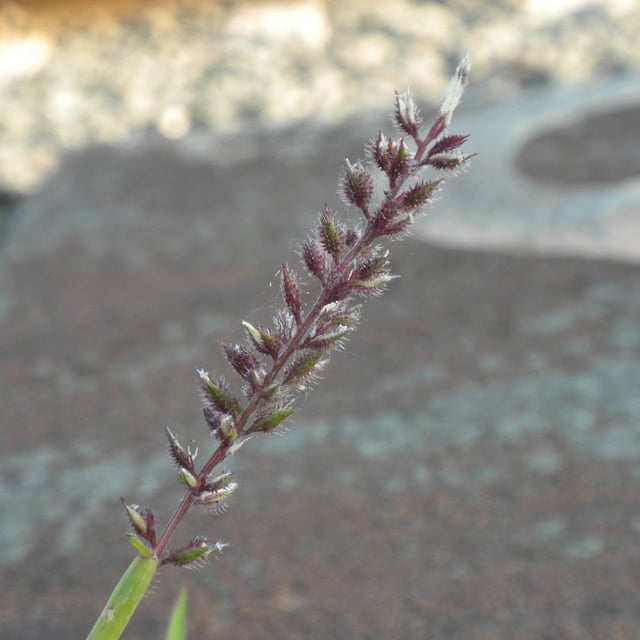 Tragus racemosus — flower