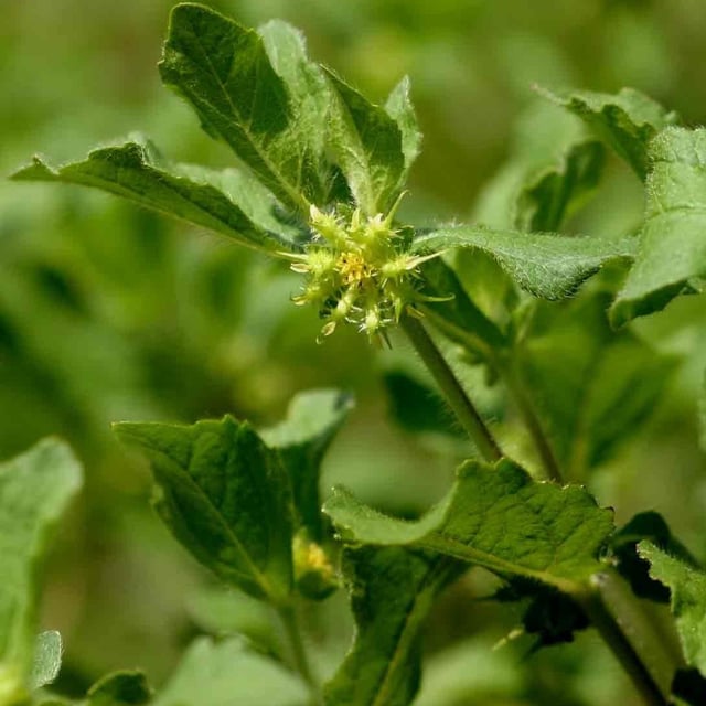 Acanthospermum hispidum — flower