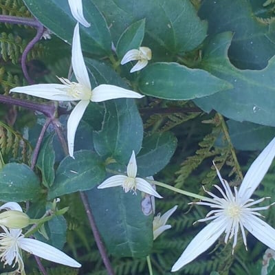 Clematis aristata — flower