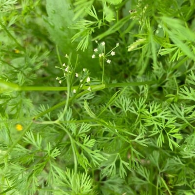 Cyclospermum leptophyllum — flower