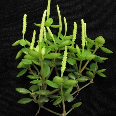Peperomia tetraphylla — habit