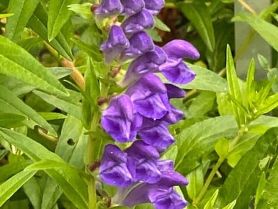 Baikal skullcap