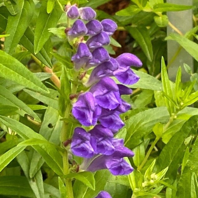 Baikal skullcap