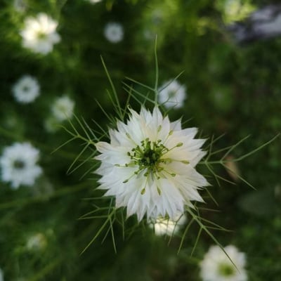 Nigella damascena — flower