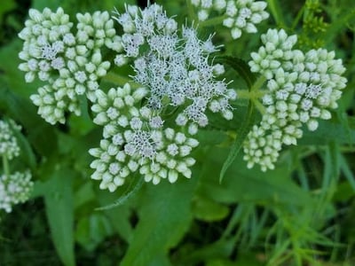 Boneset