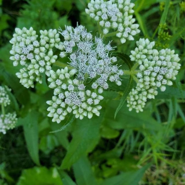 Boneset