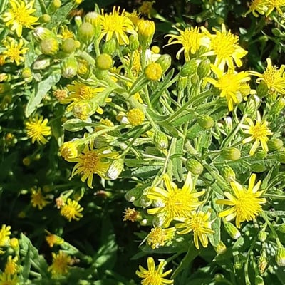Dittrichia viscosa — flower