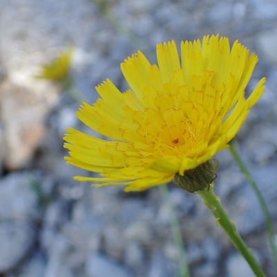 Tolpis staticifolia — flower
