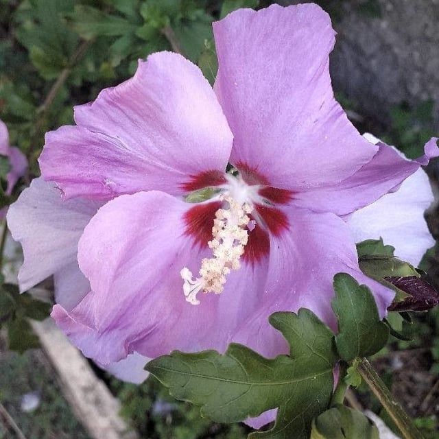 Hibiscus syriacus — flower