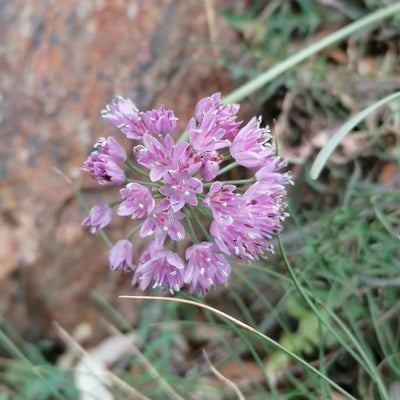 Allium lusitanicum — flower