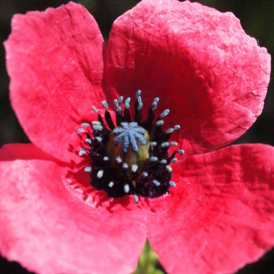 Papaver hybridum — flower