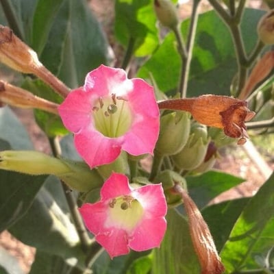 Nicotiana tabacum — flower