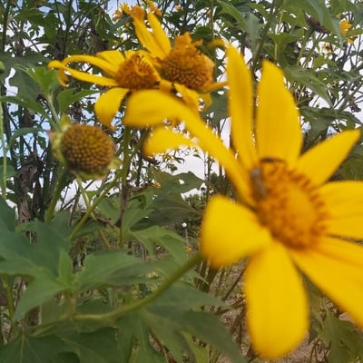 Tithonia diversifolia — flower