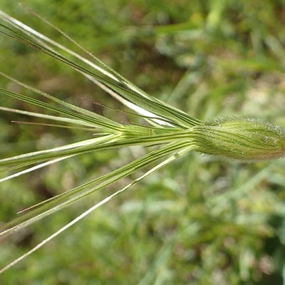 Aegilops neglecta — flower
