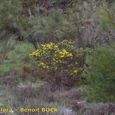 Adenocarpus decorticans — habit