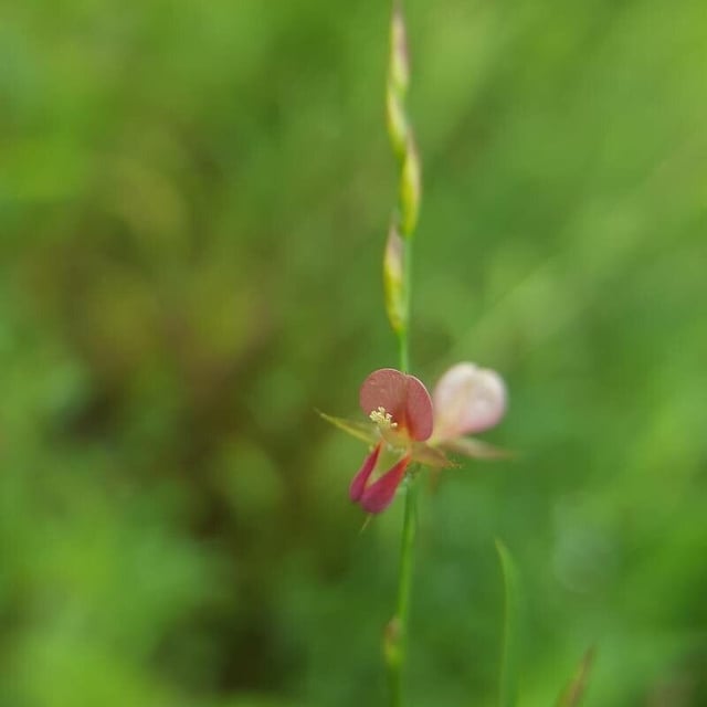 Alysicarpus ovalifolius — flower