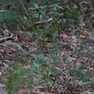 Patzkea paniculata — habit
