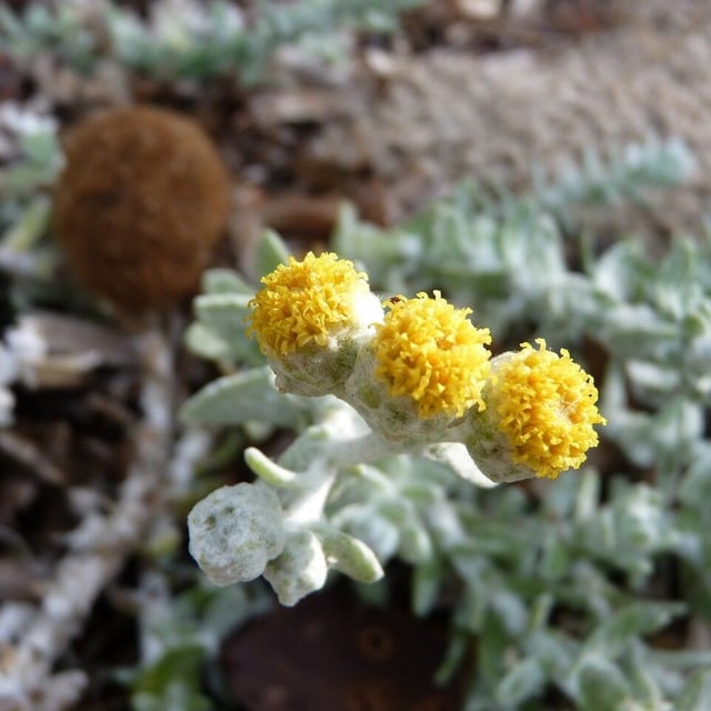 Achillea maritima — flower