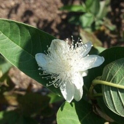 Psidium guajava — flower