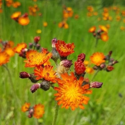 Pilosella aurantiaca — flower