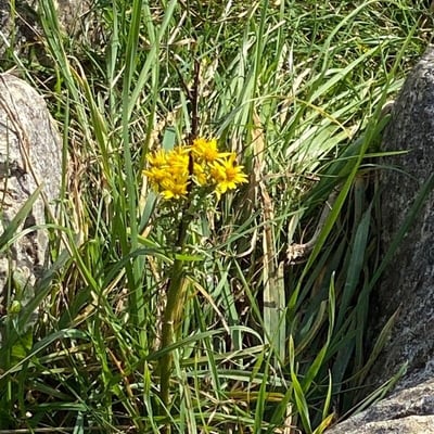 Tephroseris helenitis — flower