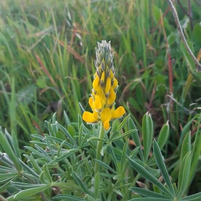 Lupinus luteus — flower