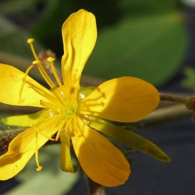 Triumfetta semitriloba — flower