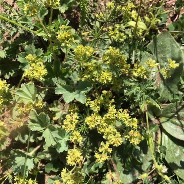 Alchemilla flabellata — flower