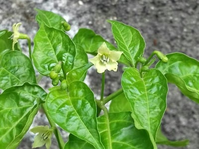 Red capsicum