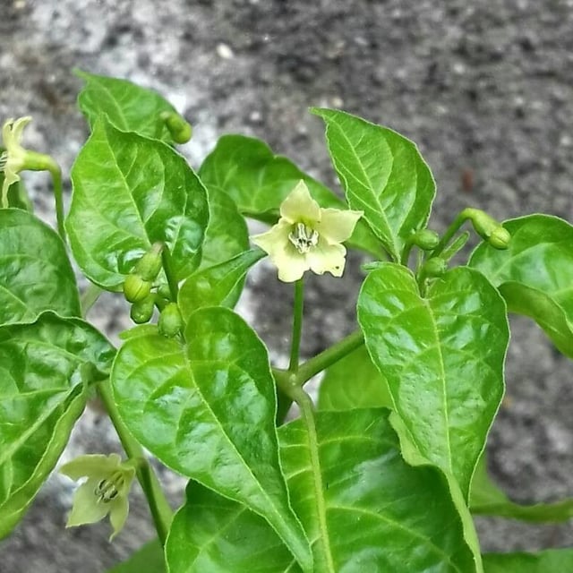 Red capsicum