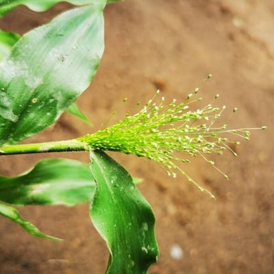 Panicum trichoides — flower