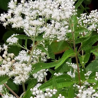 Eupatorium serotinum — flower