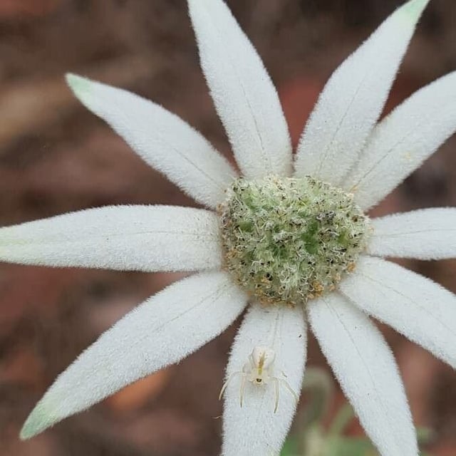 Actinotus helianthi — flower