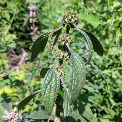 Leonurus cardiaca — flower