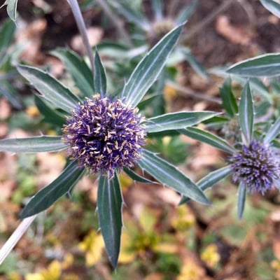 Eryngium campestre — flower