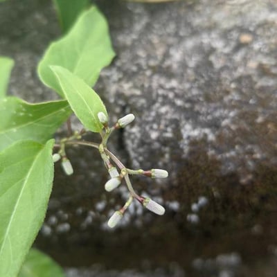 Paederia foetida — flower