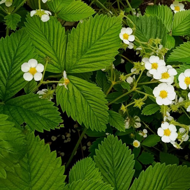 Fragaria moschata — flower