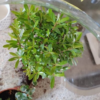 Syzygium buxifolium — leaf