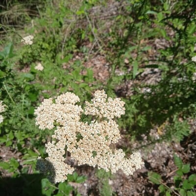 Achillea ligustica — flower