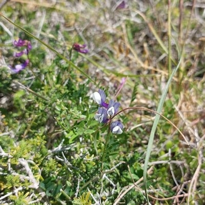 Vicia peregrina — flower