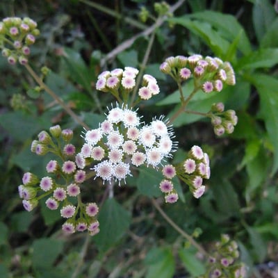 Ageratina adenophora — flower